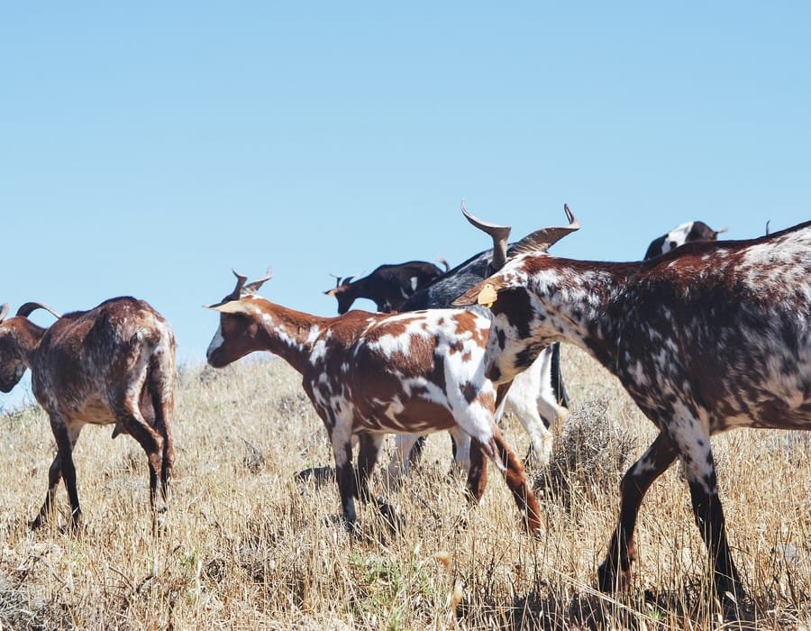 Indigenous Veld Goats with mixed brown and white colour patterns on dry grassland