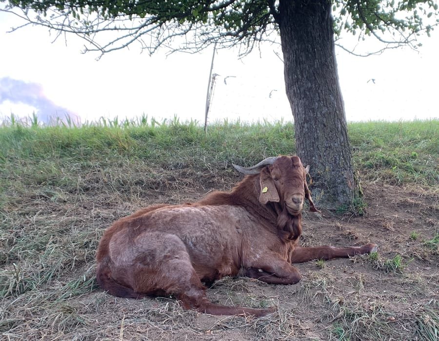 Kalahari Red goat resting on dry grass