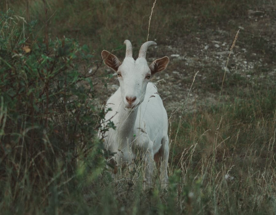 Savanna goat, solid white with horns, standing in grass